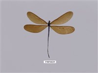 藏品(白痣珈蟌)的圖片